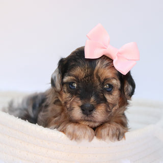 Nancy - Available Now