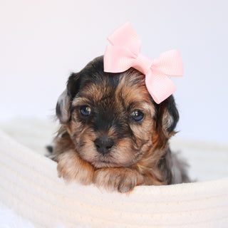 Nancy - Available Now