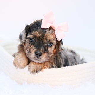 Nancy - Available Now