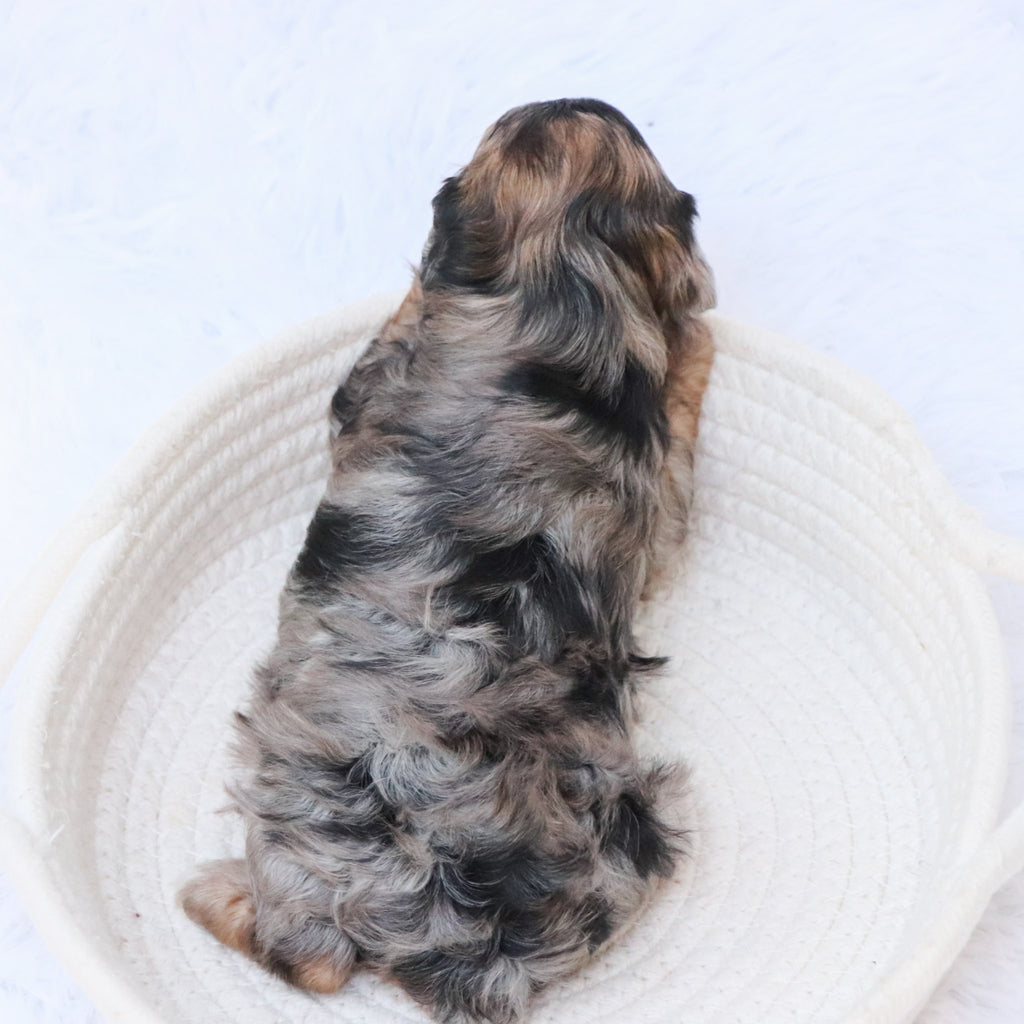 Nancy - Available Now