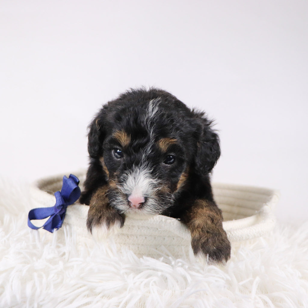 Nathaniel - Available 12/17