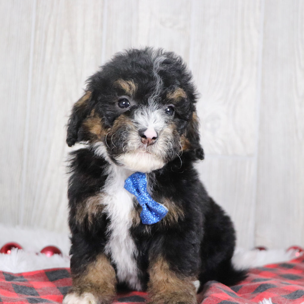 Nathaniel - Available 12/17