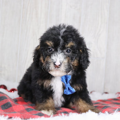 Nathaniel - Available 12/17