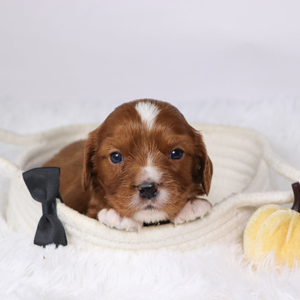 Neil - Available 12/17