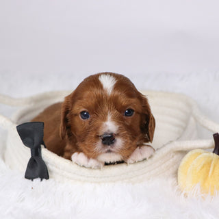 Neil - Available 12/17