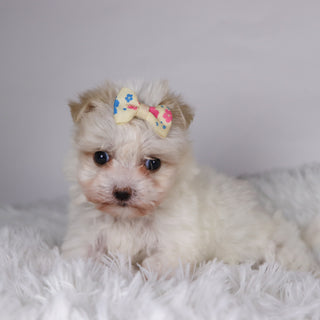 Nicki - Available Now