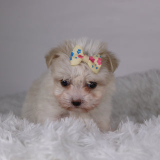 Nicki - Available 11/26