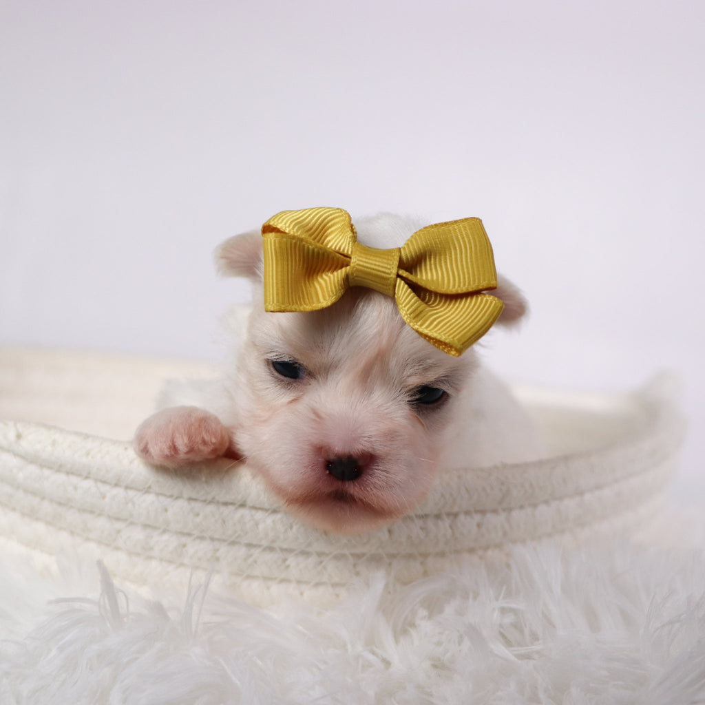 Nicki - Available Now