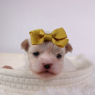 Nicki - Available Now