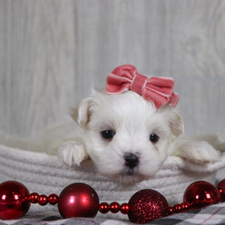 Nicole - Available 1/8