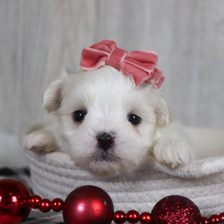 Nicole - Available 1/8