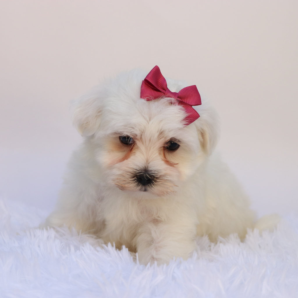 Nika - Available Now