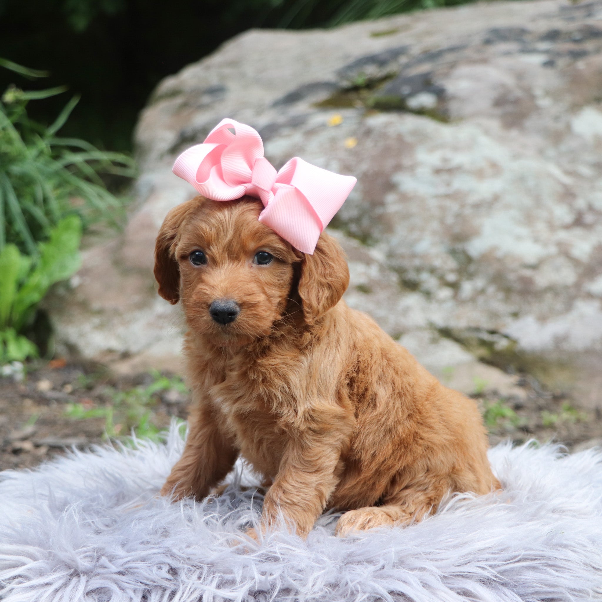 Puppies for sale in Asheville