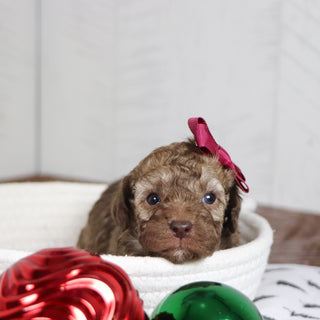 Nikki - Available 1/28