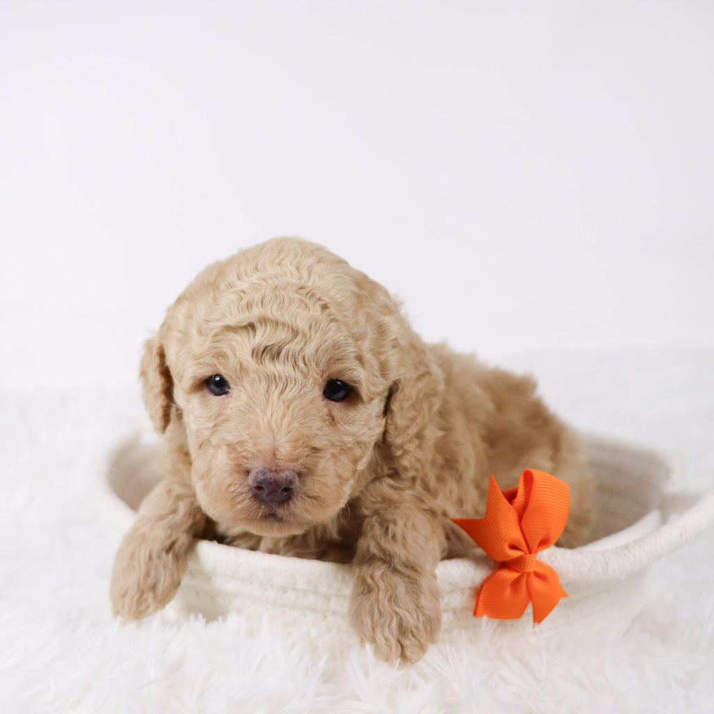 Nolan - Available Now