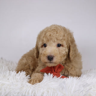 Nolan - Available Now