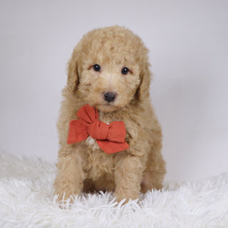 Nolan - Available 11/26