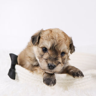 North - Available 11/26