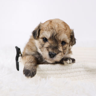 North - Available Now