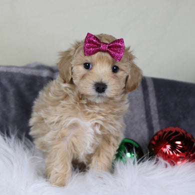 Orly - Available 12/31