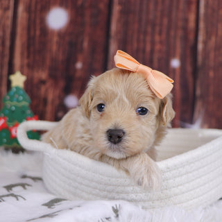 Orly - Available 12/31