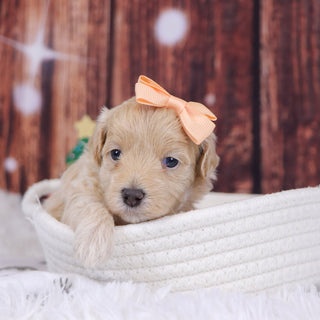 Orly - Available 12/31