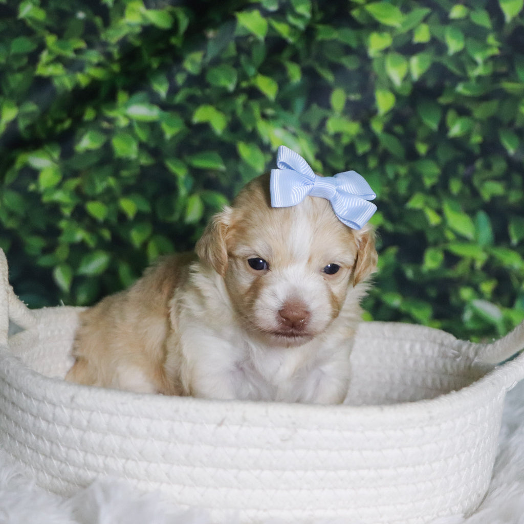 Ornament - Available Now