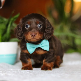 Oscar - Available 12/10