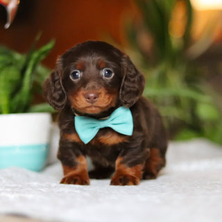 Oscar - Available 12/10