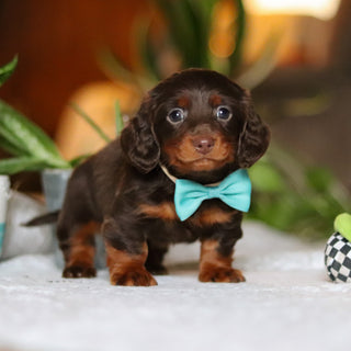 Oscar - Available 12/10