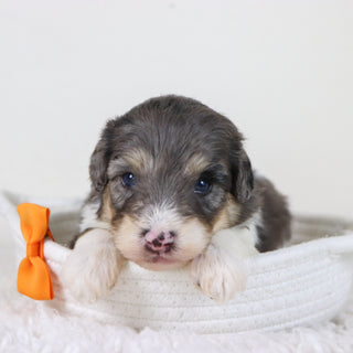 Oswald - Available 11/12