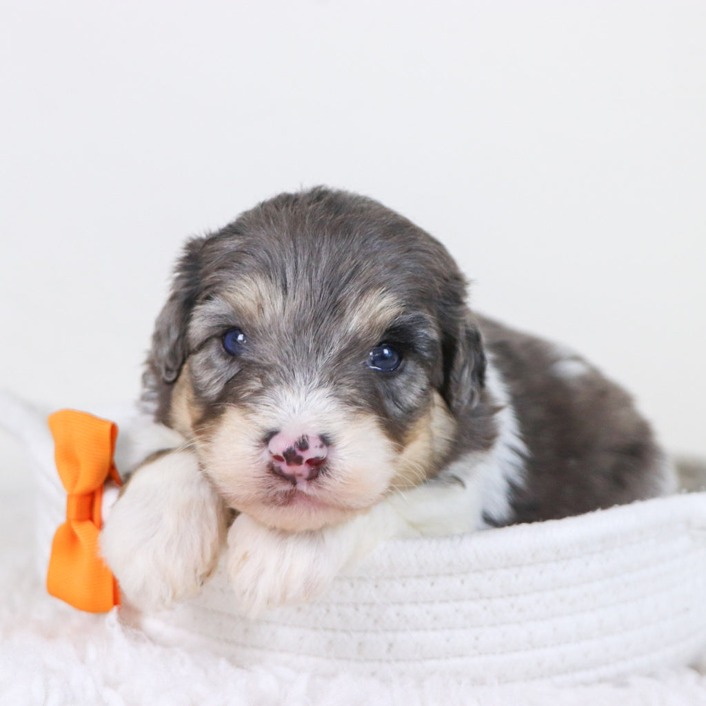 Oswald - Available 11/12