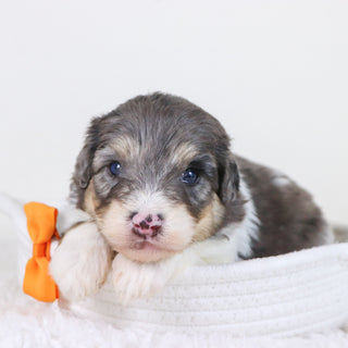 Oswald - Available 11/12