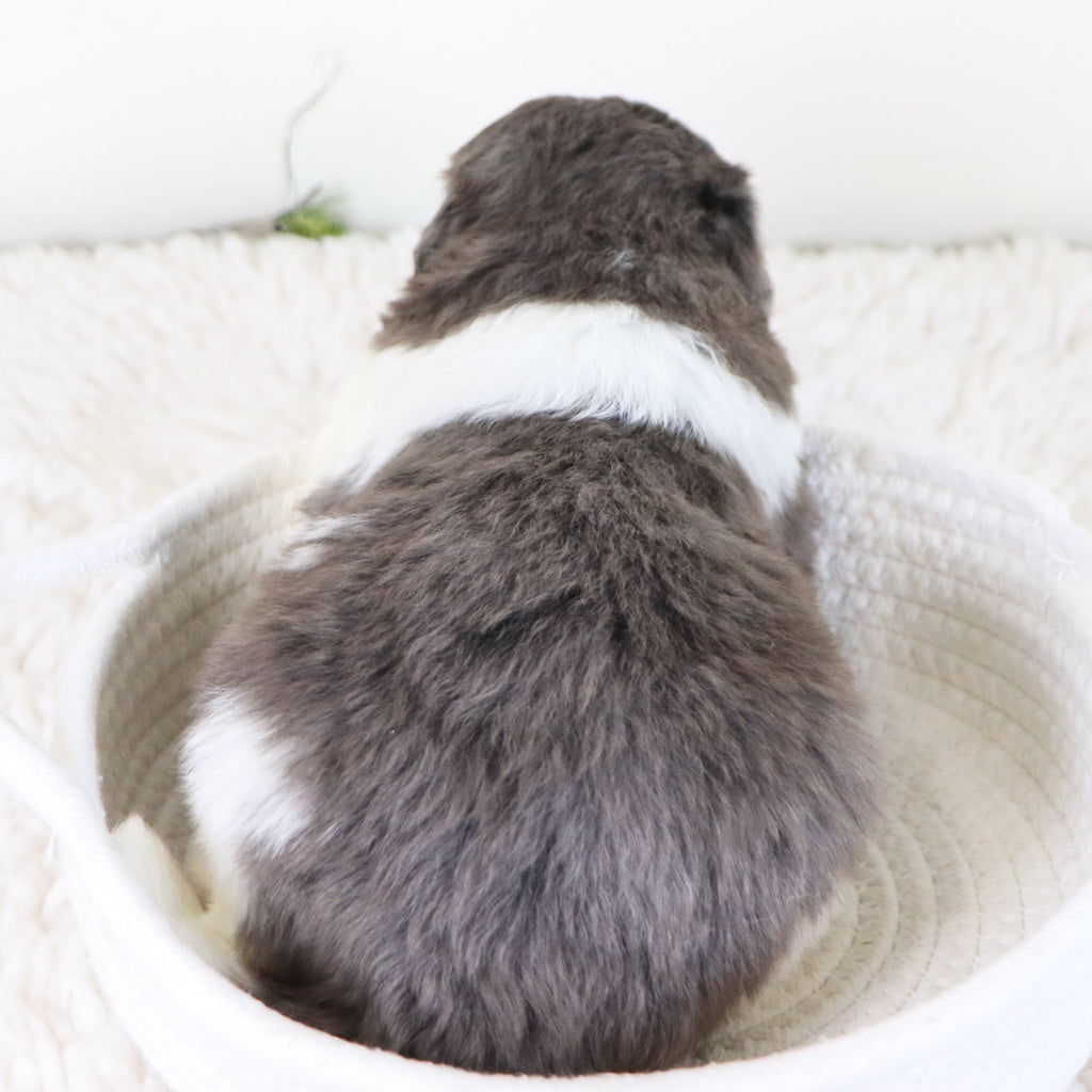 Oswald - Available Now