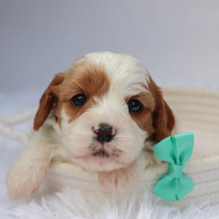 Owl - available 11/19