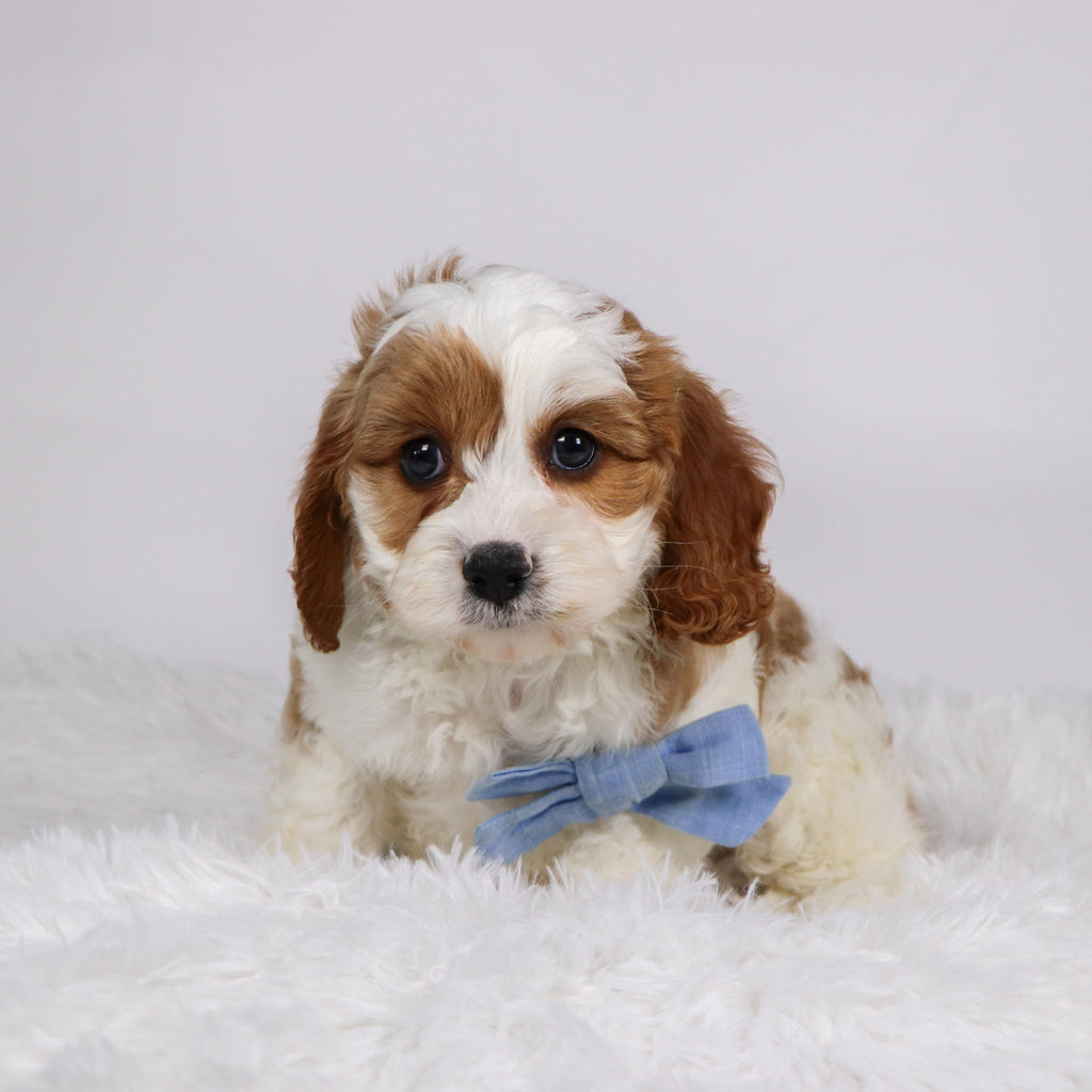 Owl - available 11/19