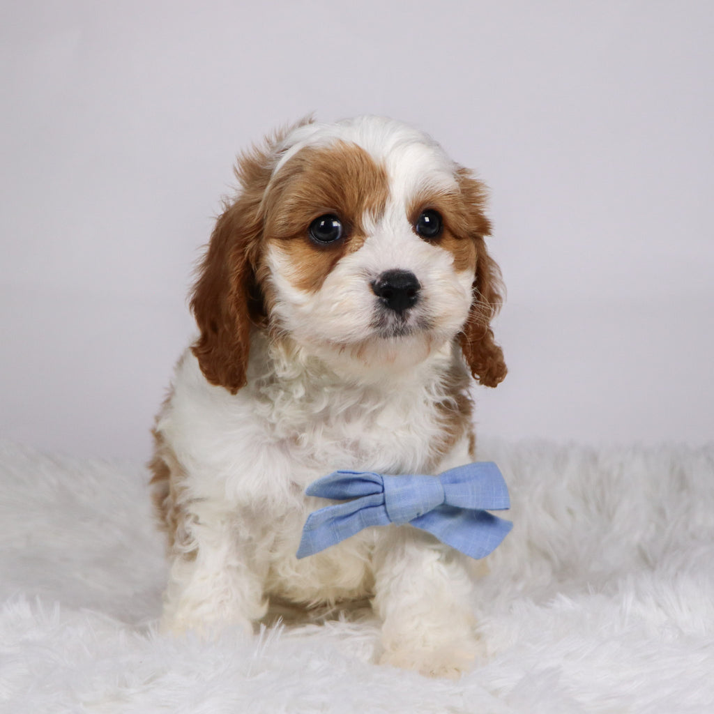 Owl - available 11/19