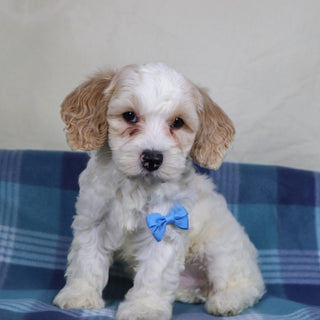 Oxford - Available Now