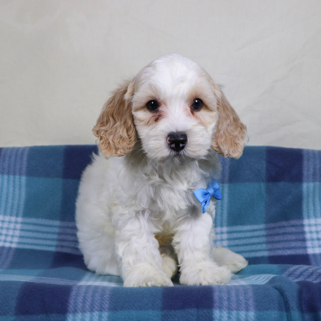 Oxford - Available 1/15