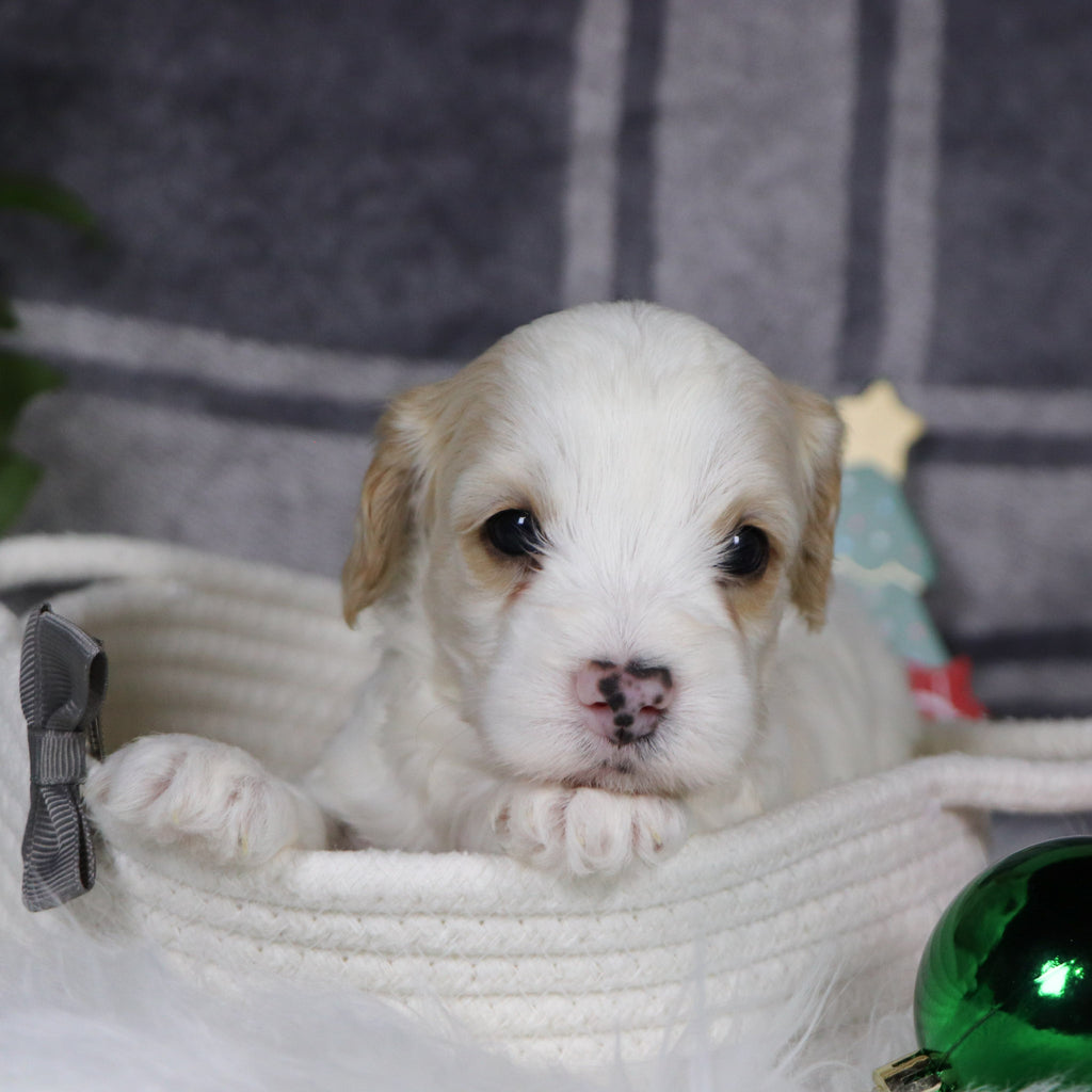 Oxford - Available 1/14