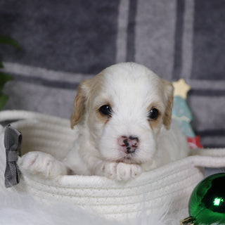 Oxford - Available 1/15