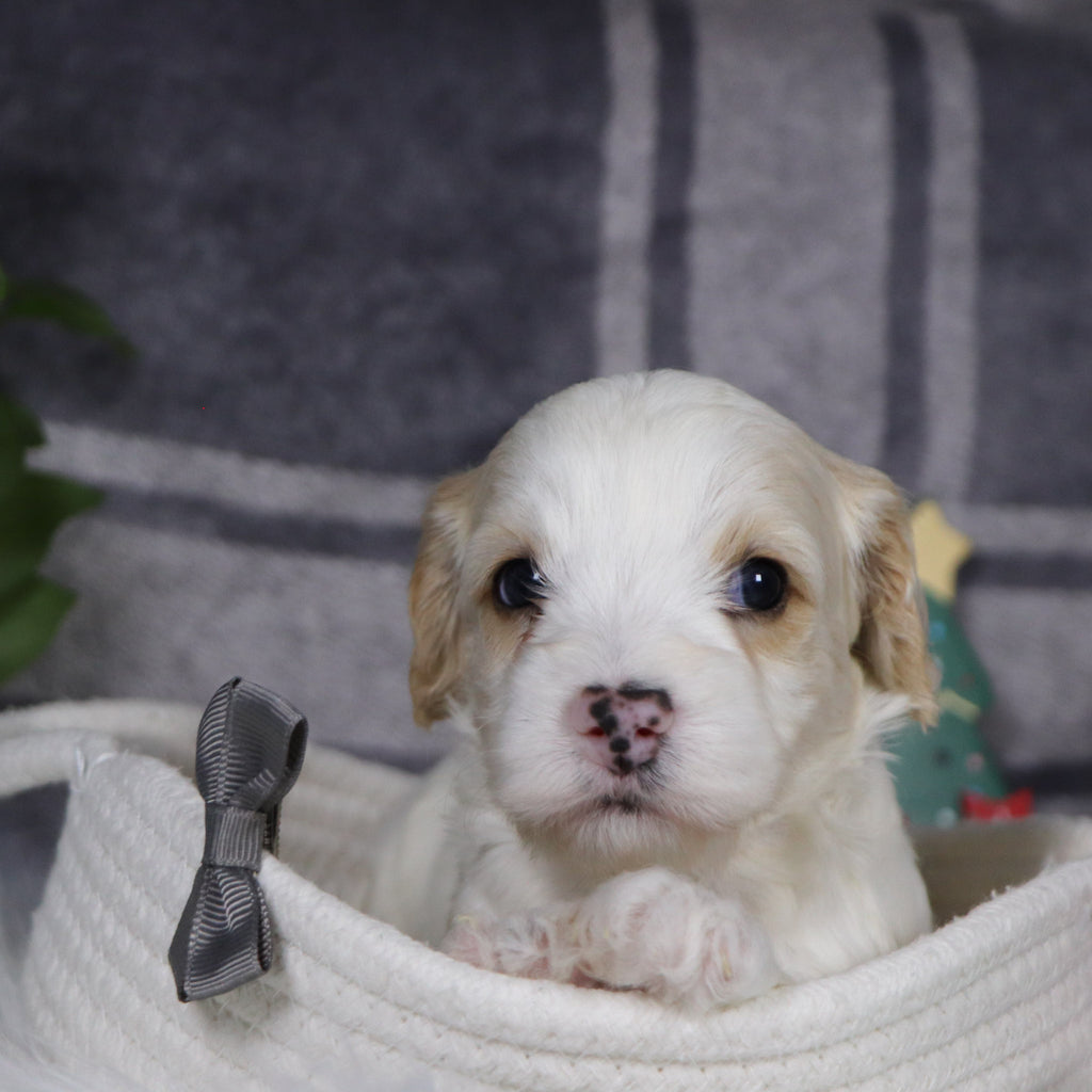 Oxford - Available 1/15