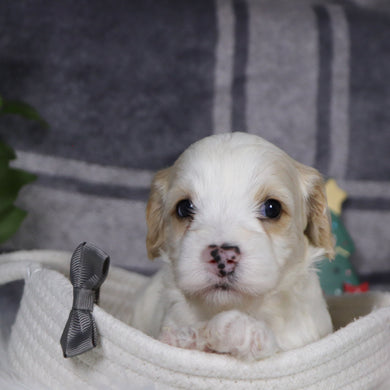 Oxford - Available 1/14