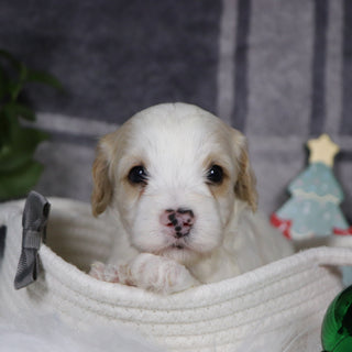 Oxford - Available 1/15