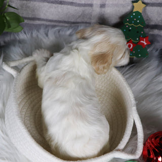 Oxford - Available Now