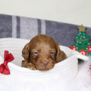 Ozzy - Available 1/14