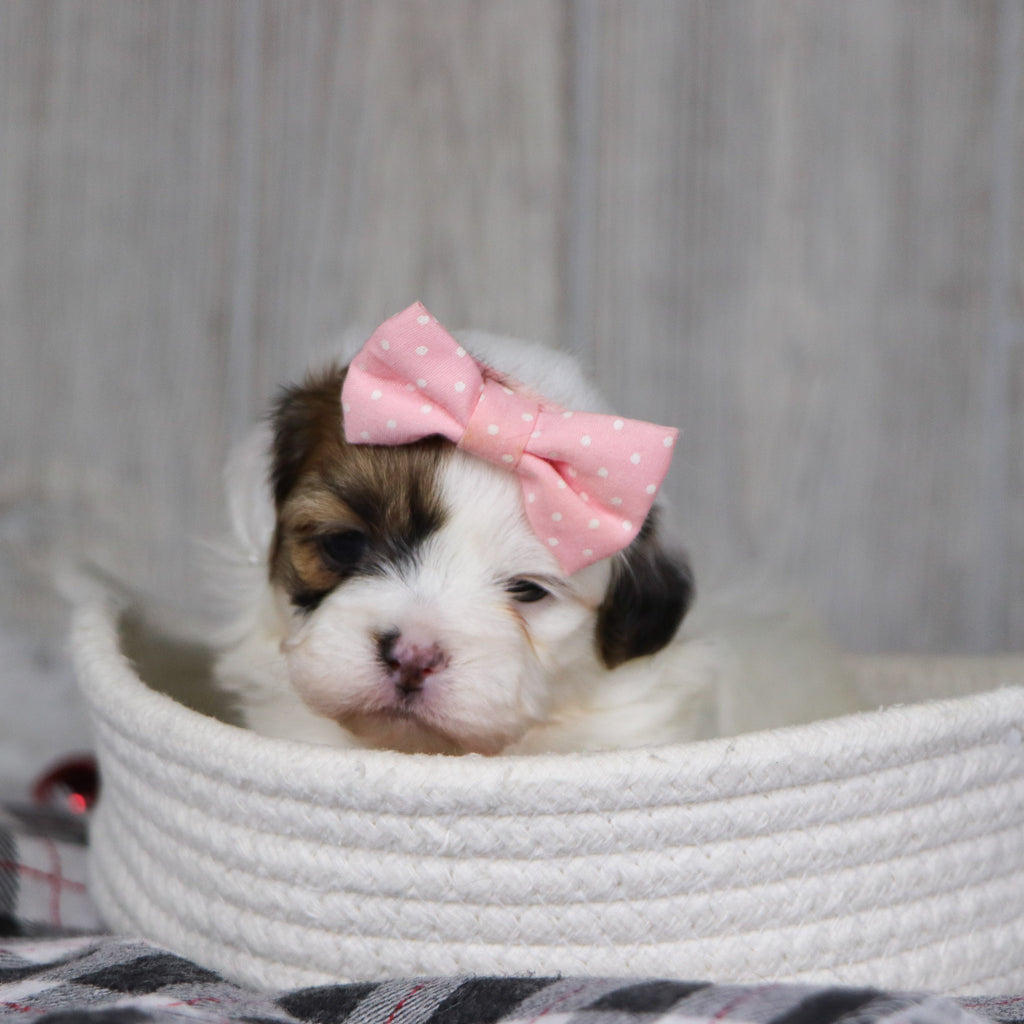 Pala - Available 1/14