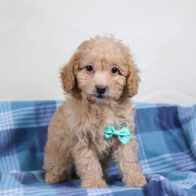 Panda - Available 1/15