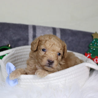 Panda - Available 1/15