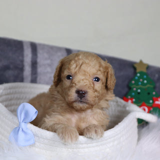 Panda - Available 1/14